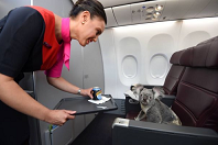 Viaggiare in aereo con gli animali: tutto quello che c’è da sapere