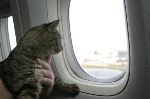 Viaggiare in aereo con gli animali: tutto quello che c’è da sapere