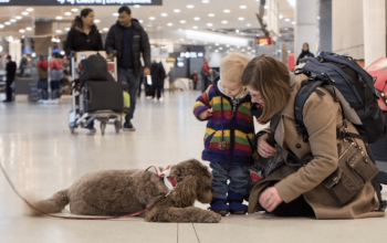 Pet therapy at the airport in Toronto: no more stress while travelling