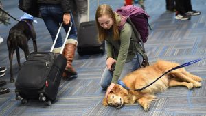 Pet therapy at the airport in Toronto: no more stress while travelling 
